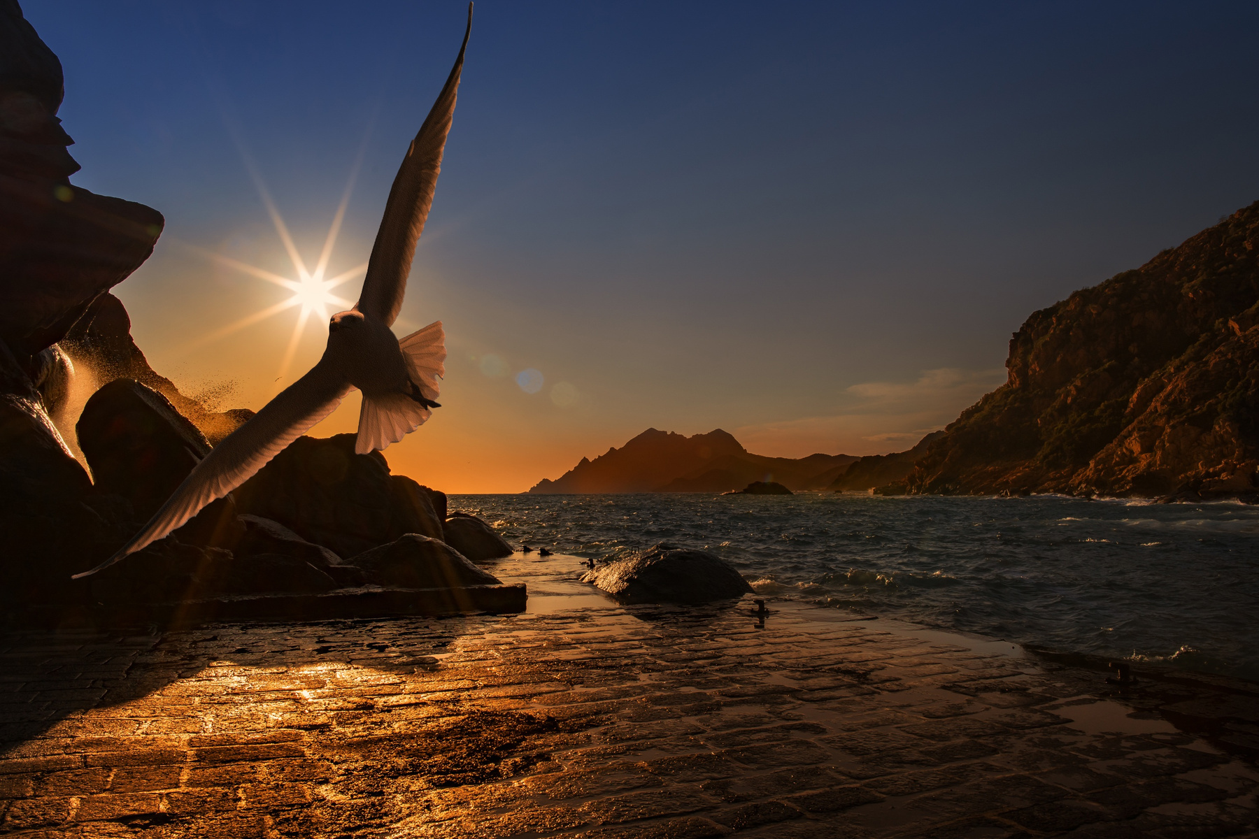 Seagull Flying over the Beach